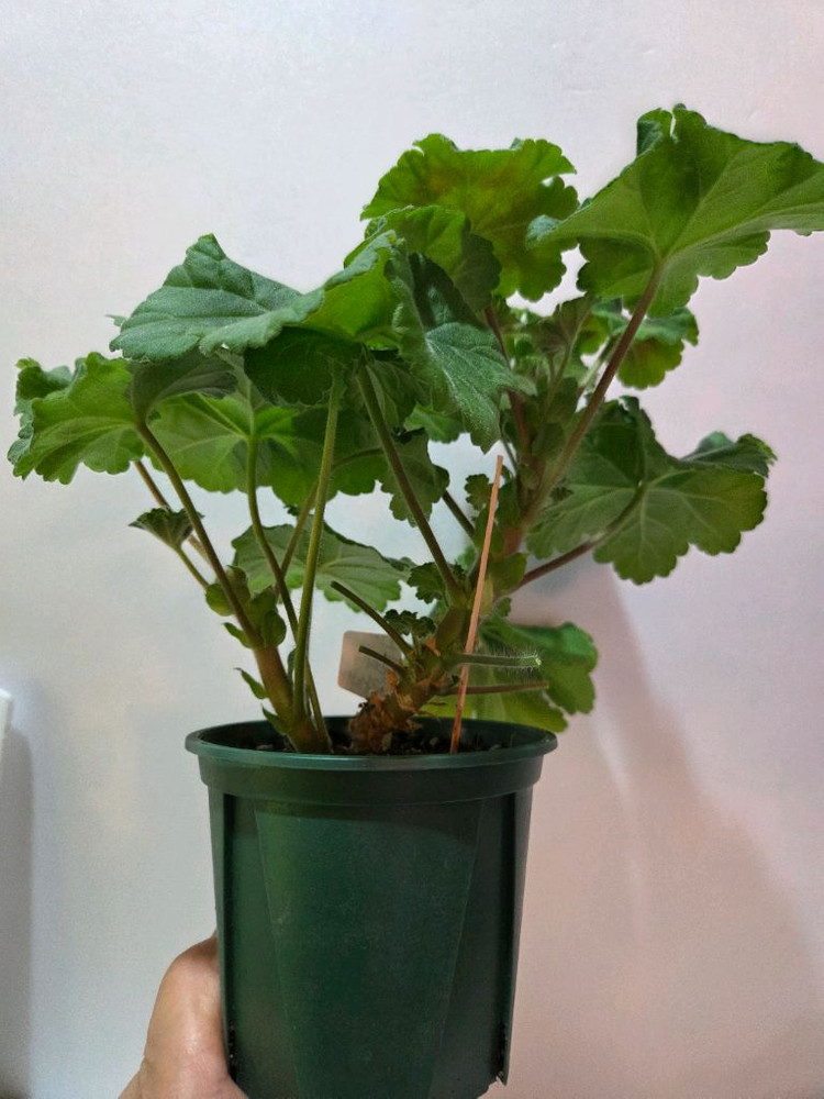 IV갈리나울라노바 러시아제라늄 대품--3