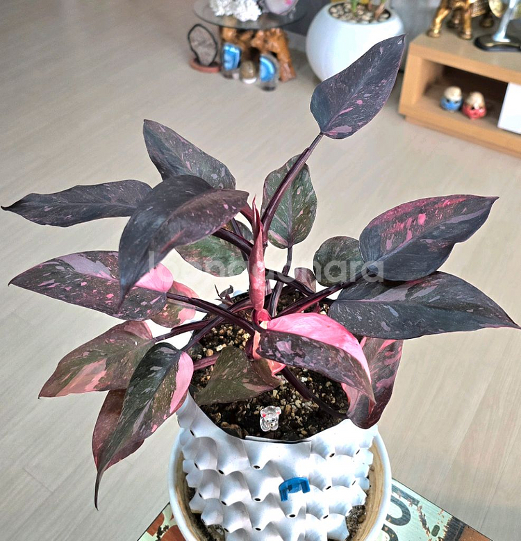 필로덴드론 핑크프린세스 마블 갤럭시--5