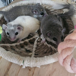 피그미 다람쥐 1마리 이미지