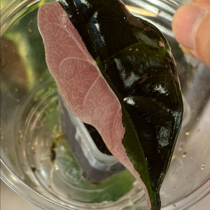 알로카시아 찬트리에 핑크바리에가타(안스,호야x)