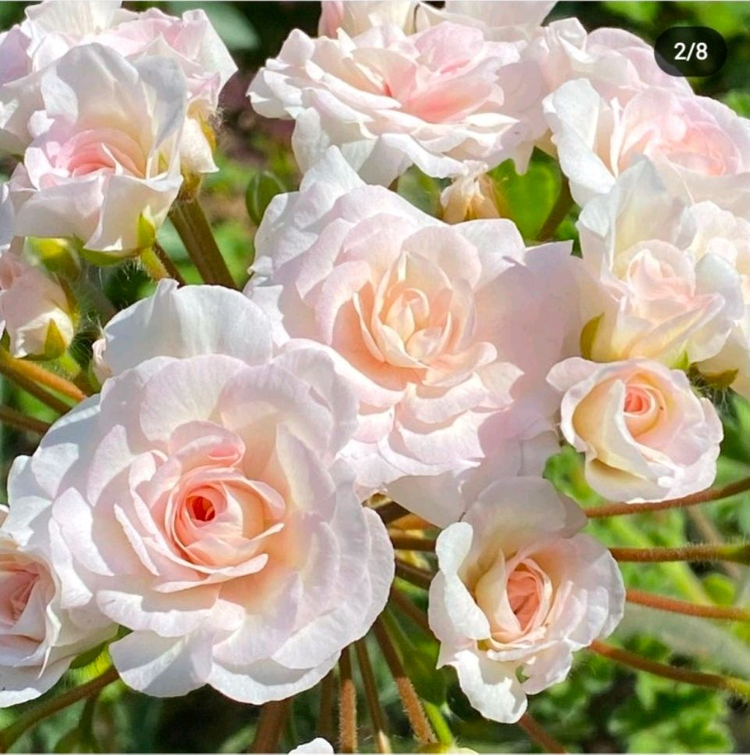 IV인스피레이션 러시아제라늄--0