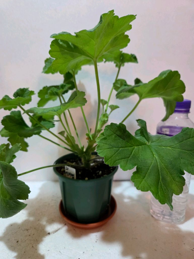 IV인스피레이션 러시아제라늄--2