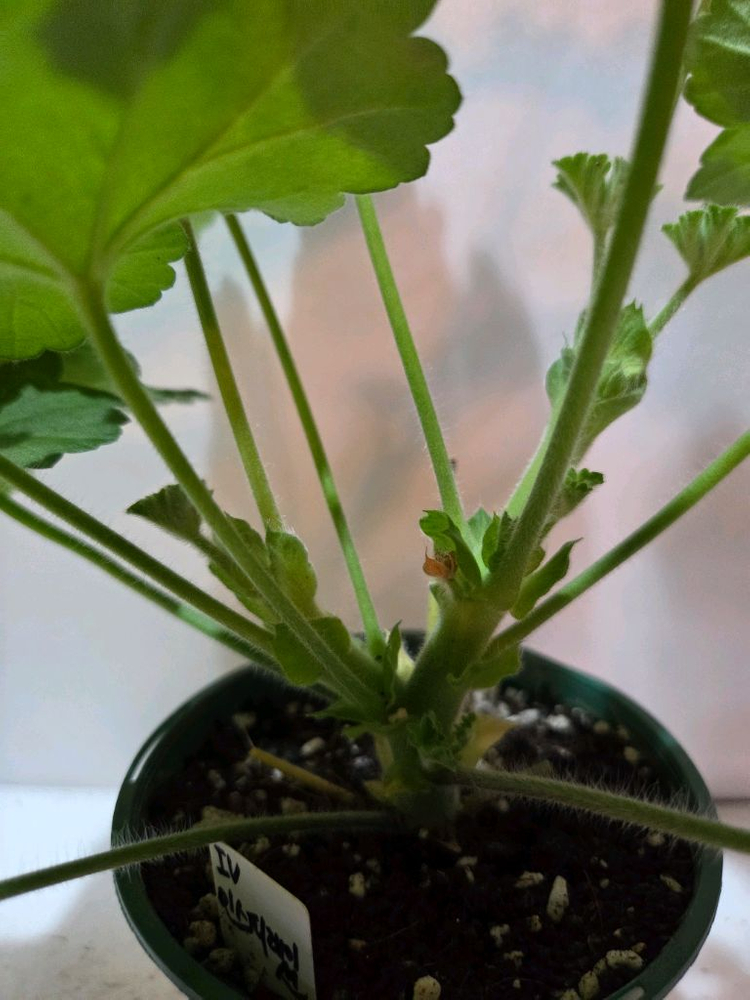 IV인스피레이션 러시아제라늄--3