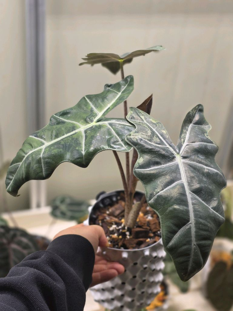 알로카시아 푸세이도 옐로우 모주팝니다--0