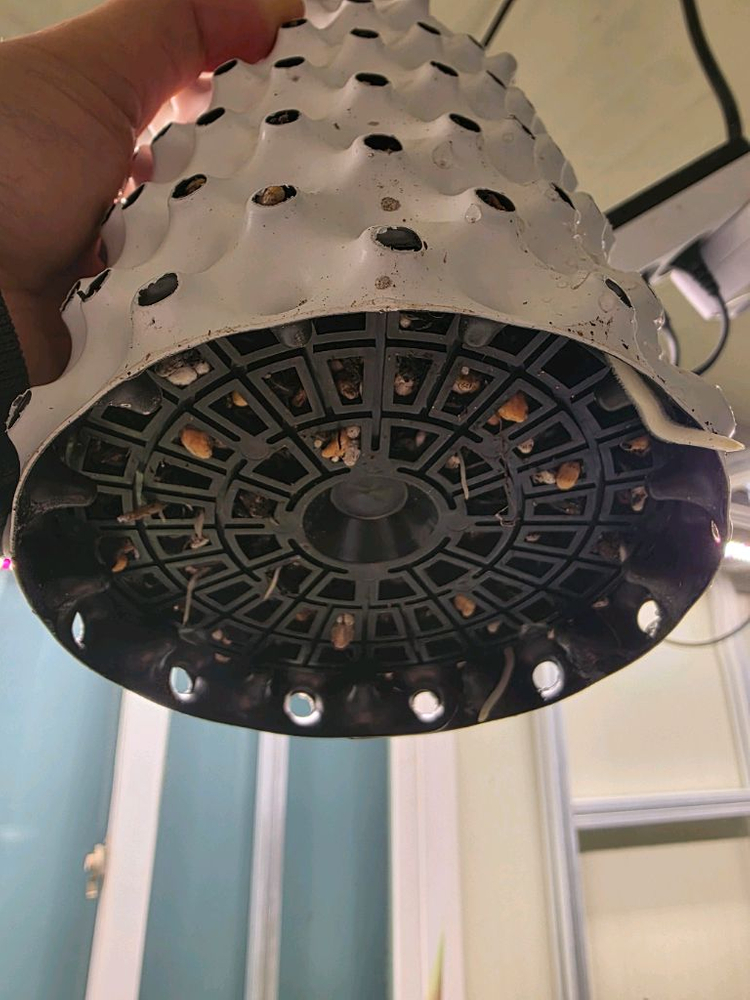 알로카시아 푸세이도 옐로우 모주팝니다--2