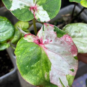 칼라디움 세트 예약페이지