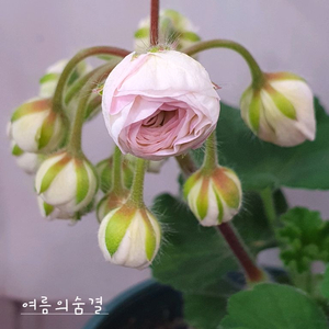 제라늄 여름의숨결 꽃대있음, 러시아제라늄