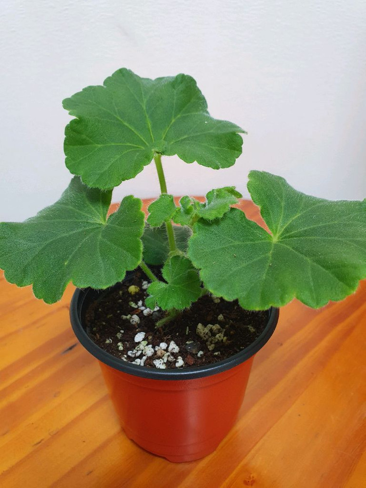 제라늄 여름의숨결 꽃대있음, 러시아제라늄--1