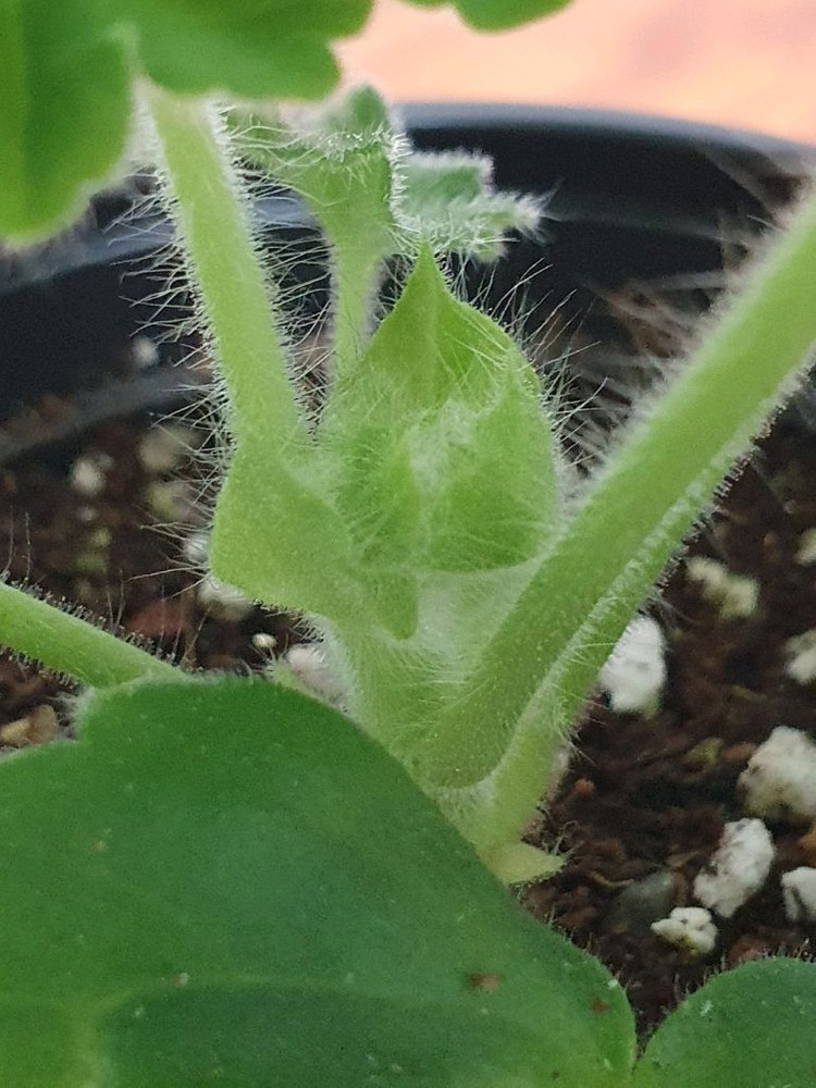 제라늄 여름의숨결 꽃대있음, 러시아제라늄--2