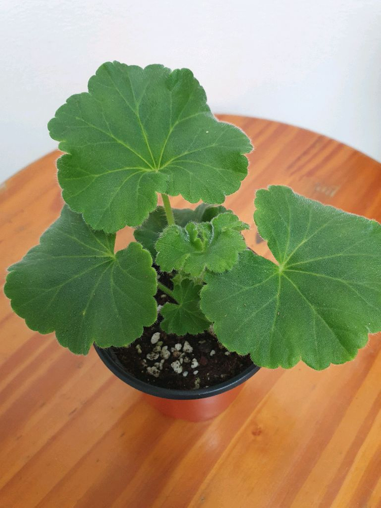 제라늄 여름의숨결 꽃대있음, 러시아제라늄--3