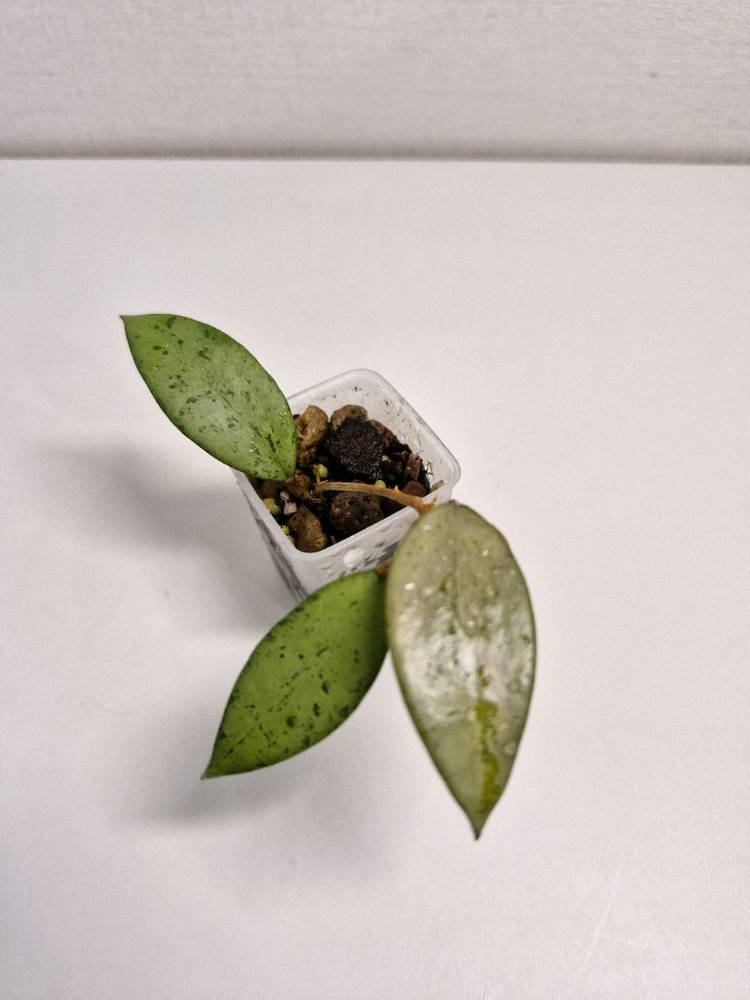 호야 스노우쿠이 실버--0