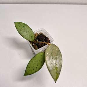 호야 스노우쿠이 실버