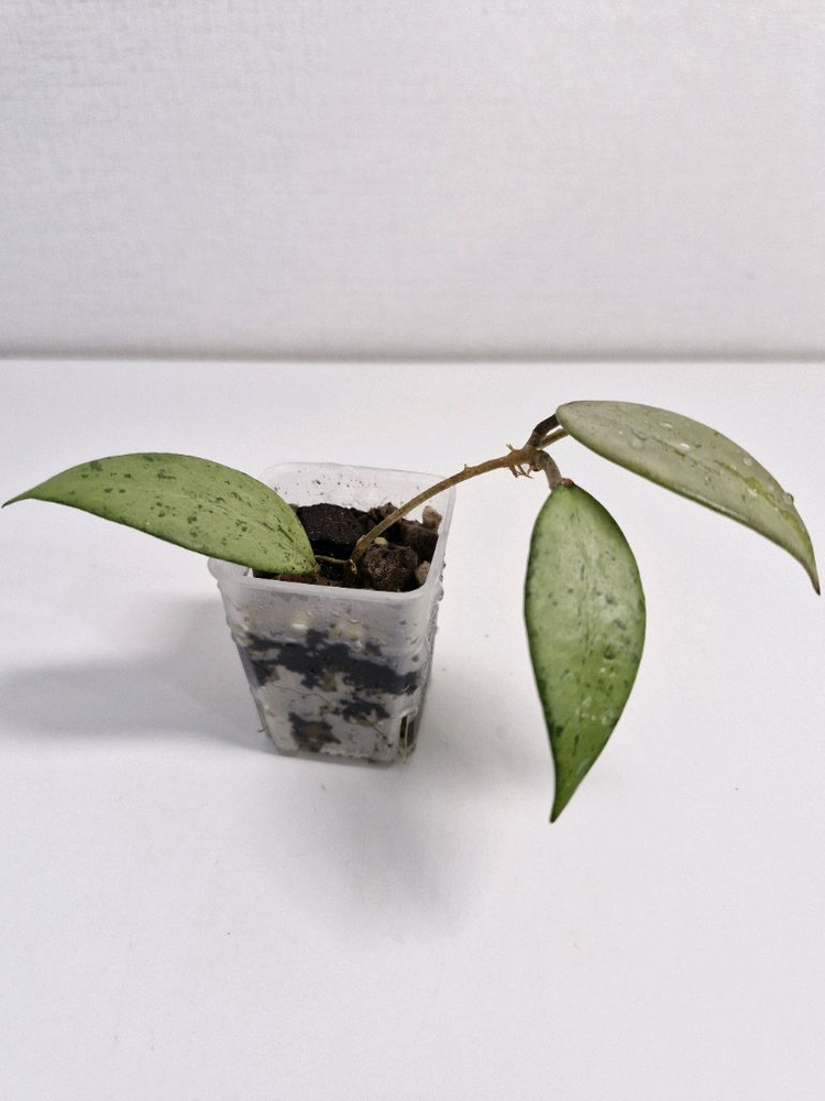 호야 스노우쿠이 실버--2