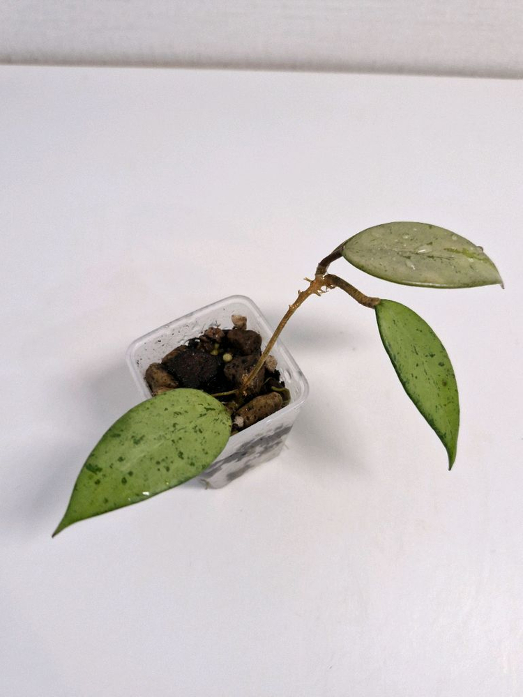 호야 스노우쿠이 실버--3