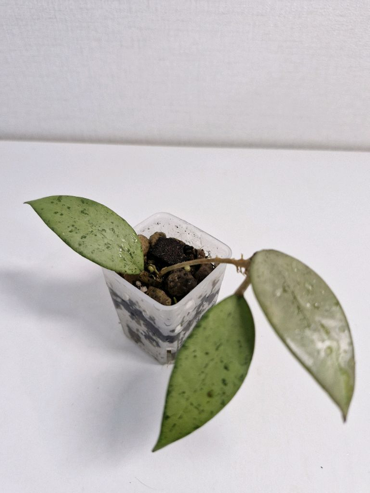 호야 스노우쿠이 실버--4