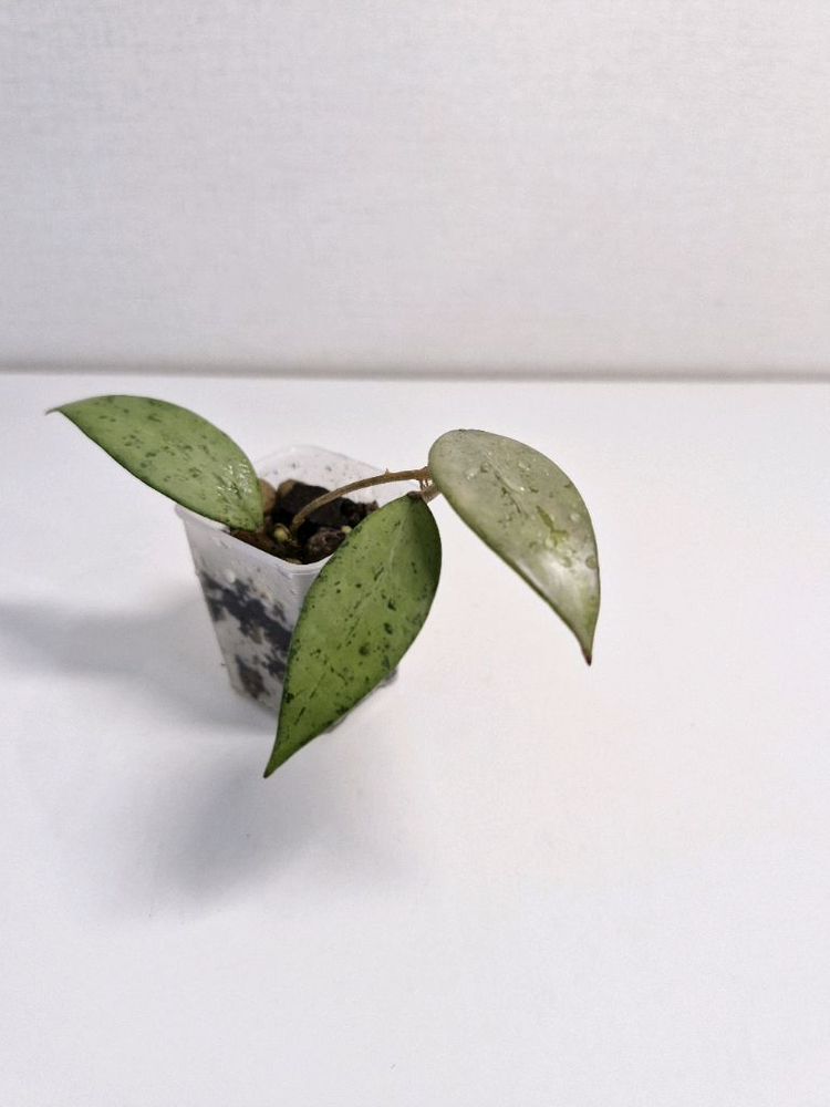 호야 스노우쿠이 실버--5