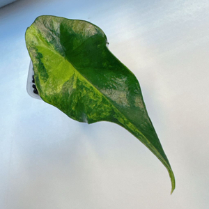 알로카시아 심포 옐로우 왕자구묘