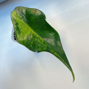 알로카시아 심포 옐로우 왕자구묘