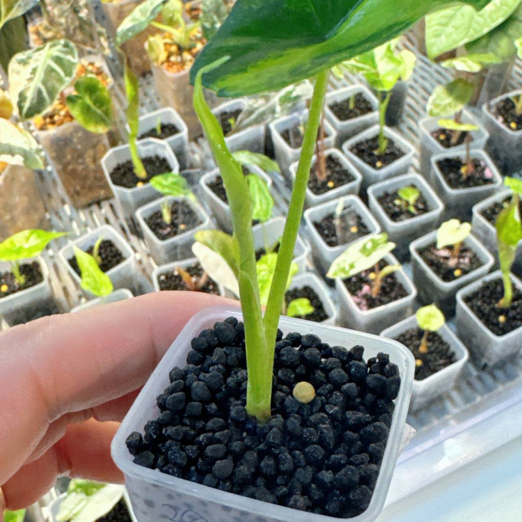 알로카시아 심포 옐로우 왕자구묘--2