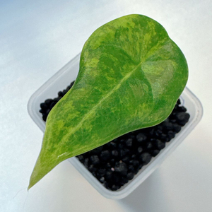 알로카시아 마하라니 골든라임 왕자구묘