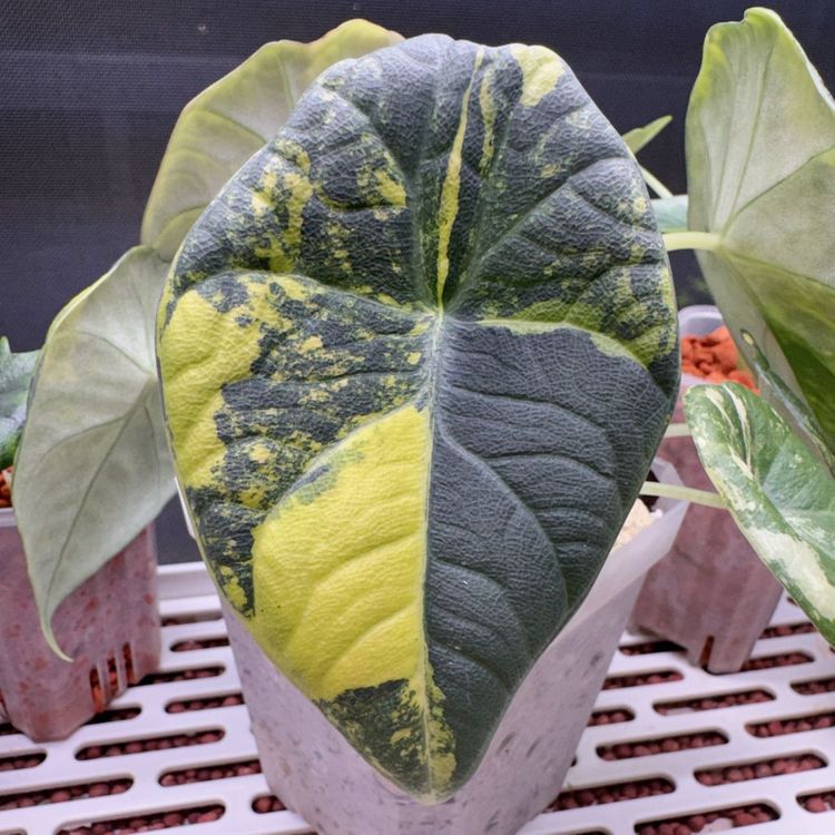 (S급)알로카시아 마하라니 골든라임 왕자구묘(3/18 사진업데이트)--6