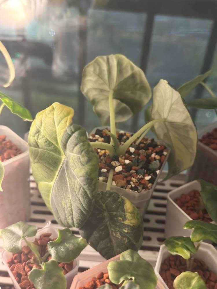 (S급)알로카시아 마하라니 골든라임 왕자구묘(3/18 사진업데이트)--7