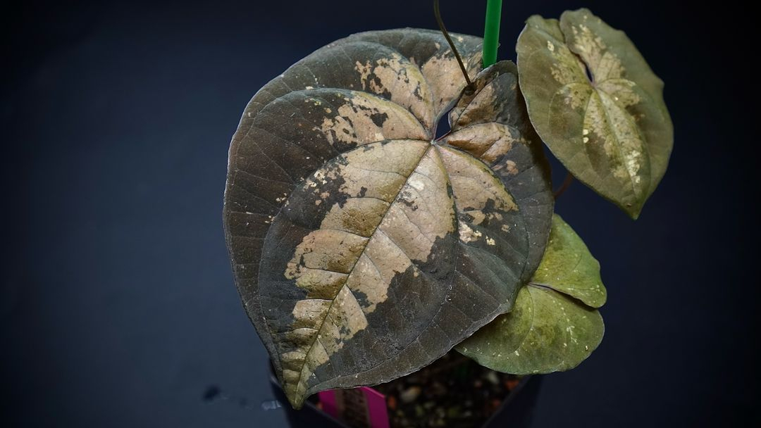 디스코레아 에콰도르오렌지--0