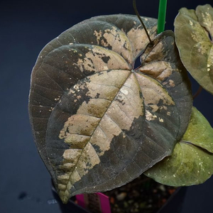 디스코레아 에콰도르오렌지