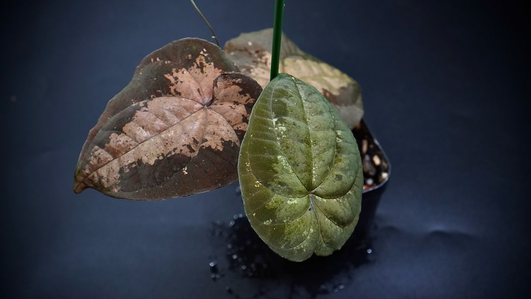 디스코레아 에콰도르오렌지--3