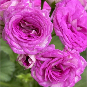 UG 마드리드법원의비밀. 그라찌아 나이팅게일의노래 러시아제라늄 2종