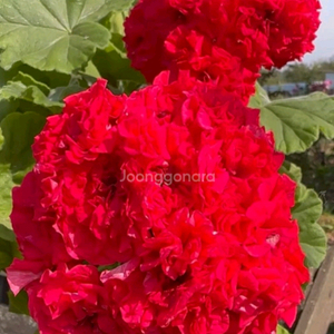 UG 불의요정 에릭 레이브파티 러시아제라늄 포함2종