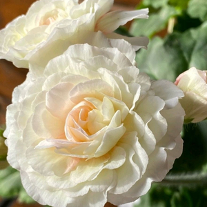 IV 마음의 비밀 Diaz 시레나 러시아제라늄 2종