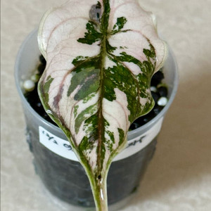 알로카시아 아즈라니 화이트 핑크 바리에가타