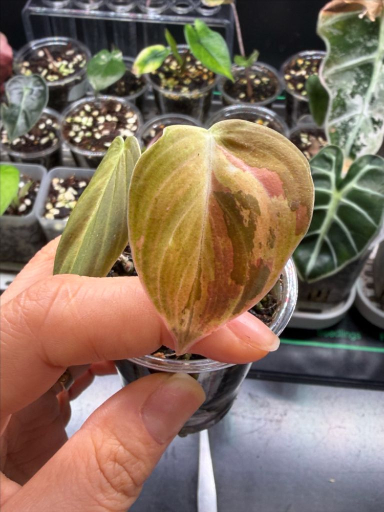 멜라노크리섬 바리에가타--0