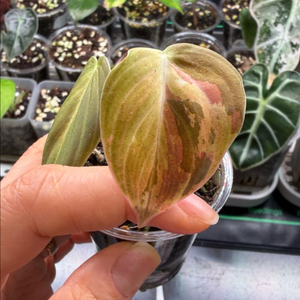 멜라노크리섬 바리에가타