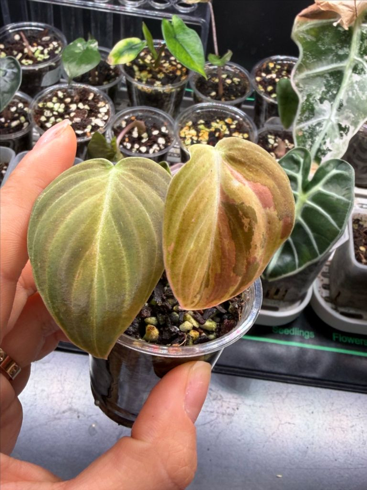 멜라노크리섬 바리에가타--1