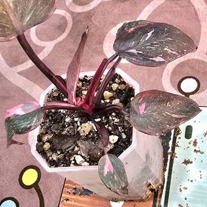 필로덴드론 핑크프린세스 마블 갤럭시