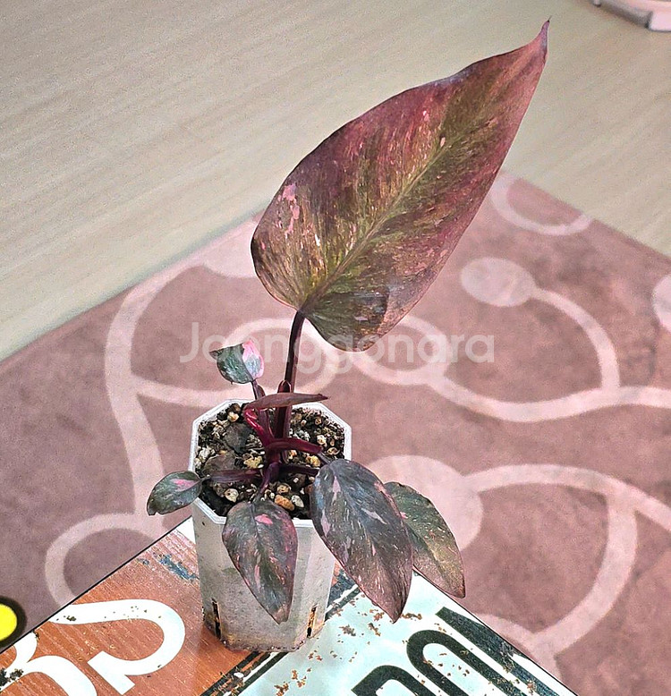 필로덴드론 핑크프린세스 마블 갤럭시--1