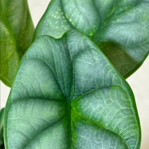 알로카시아 실버드레곤 옐로우 바리에가타 모험가