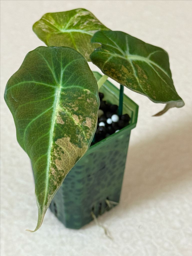 알로카시아 블랙벨벳 옐로우 바리에가타--0