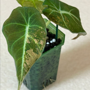 알로카시아 블랙벨벳 옐로우 바리에가타