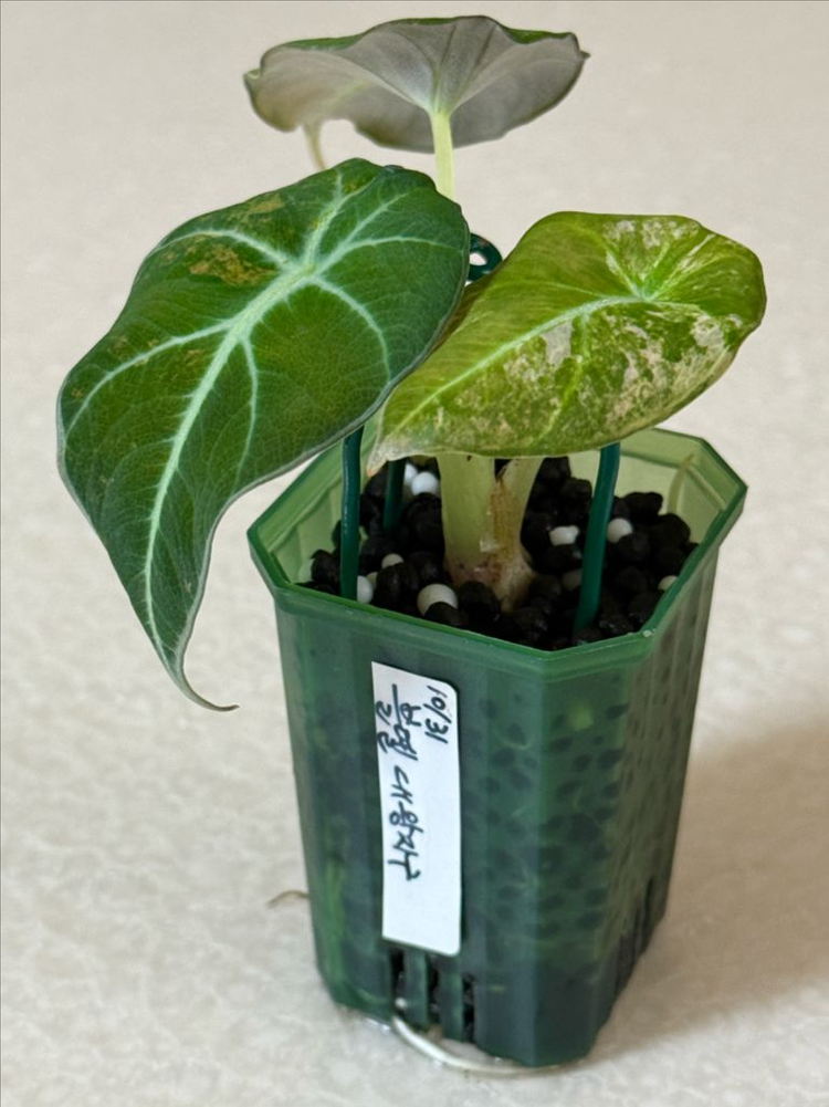 알로카시아 블랙벨벳 옐로우 바리에가타--2