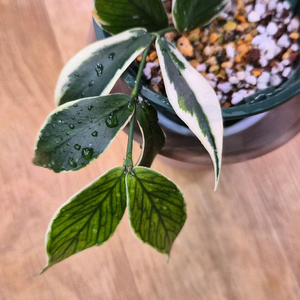 호야폴리네우라 바리에가타