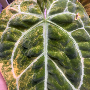 안스리움 바리에가타 선셋 (꽃대O) (호야,알로 x)