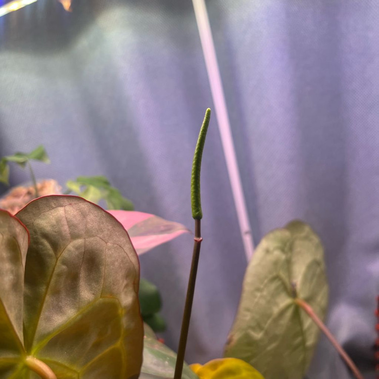 안스리움 바리에가타 선셋 (꽃대O) (호야,알로 x)--1