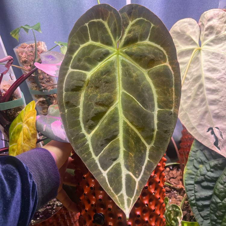 안스리움 바리에가타 선셋 (꽃대O) (호야,알로 x)--2