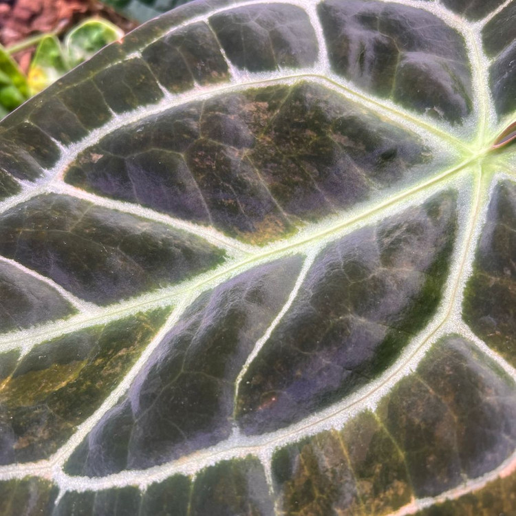 안스리움 바리에가타 선셋 (꽃대O) (호야,알로 x)--3