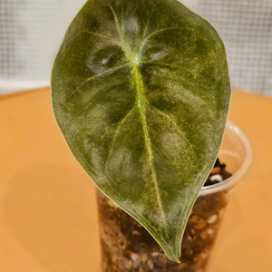 알로카시아 핑크본 바리에가타<안스 호야x>