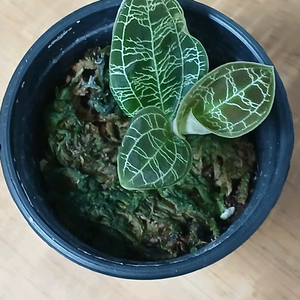 마코데스페톨라 보석란