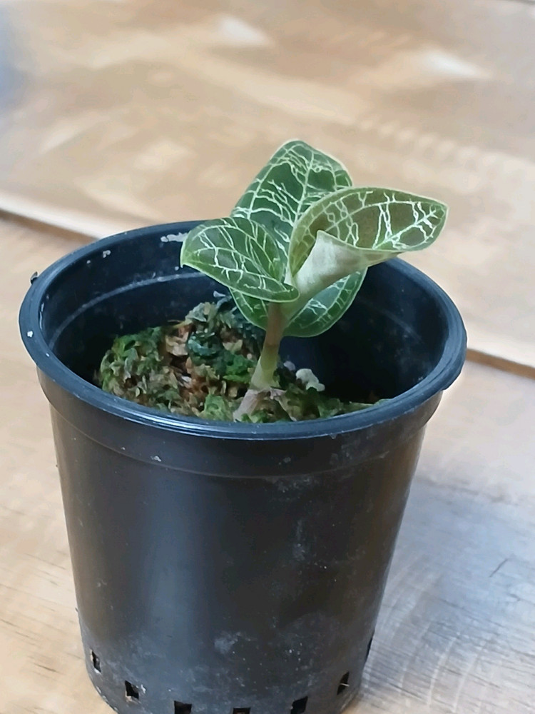 마코데스페톨라 보석란--1